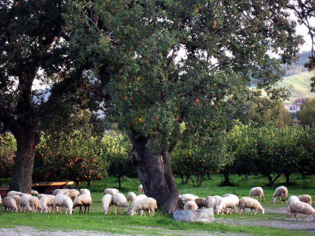Barone Gr Macri Agriturismo Modi เจราเช ภายนอก รูปภาพ